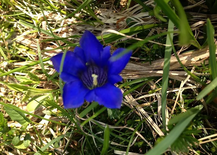 Inn Berggasthof Hintergfoll 3*